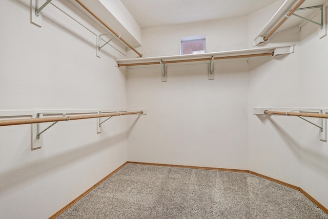 spacious closet featuring carpet flooring