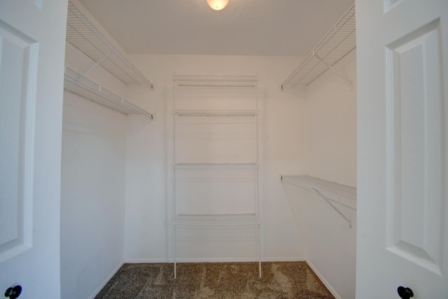 spacious closet featuring carpet