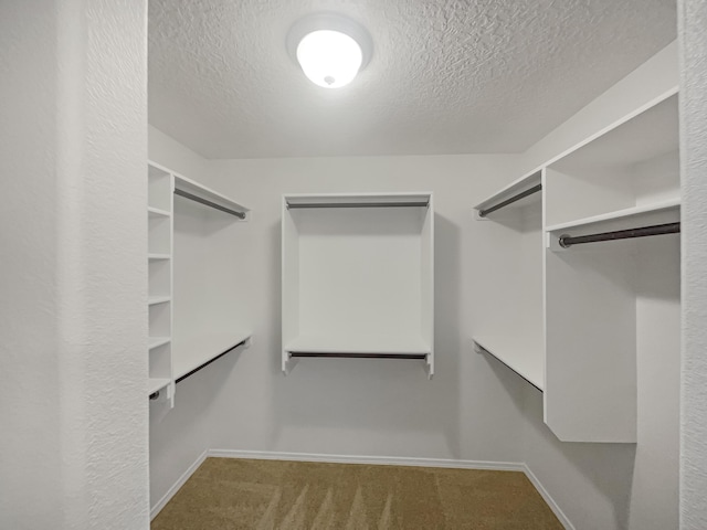 walk in closet featuring carpet flooring