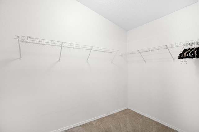 spacious closet featuring carpet flooring