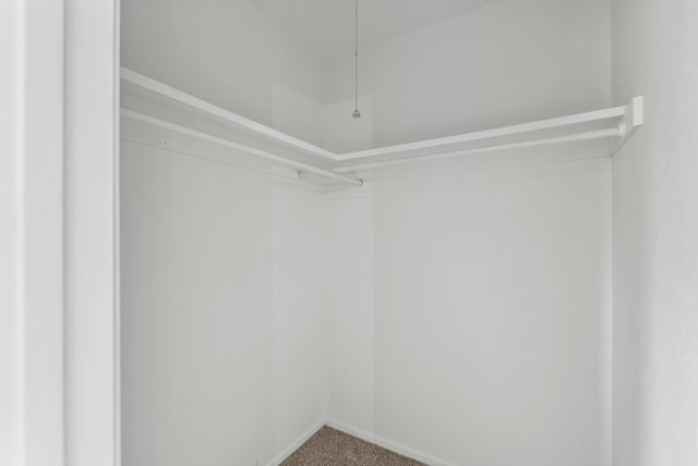 spacious closet featuring carpet flooring