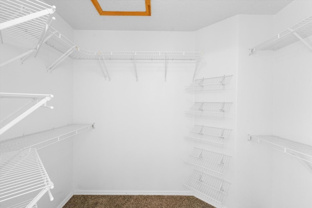 walk in closet featuring carpet flooring