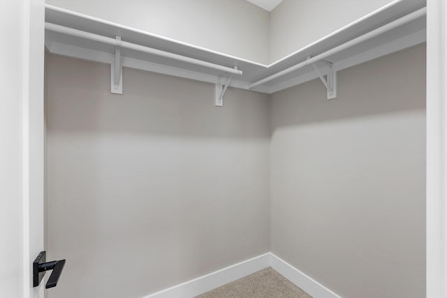 spacious closet featuring carpet