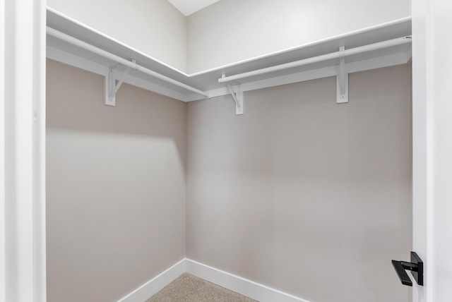 spacious closet featuring carpet