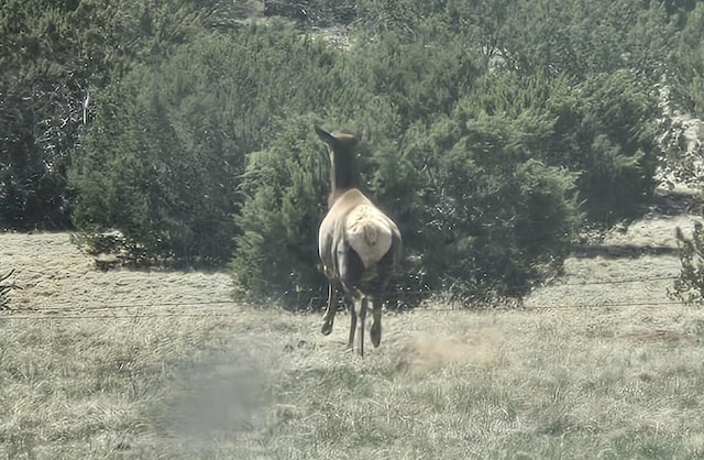 LOT6 Crow Bait Trl, Corona, NM 88318 - photo 17