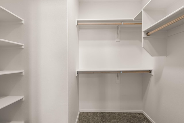 spacious closet featuring carpet