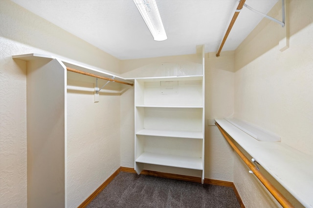 spacious closet featuring carpet floors