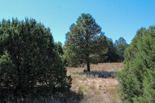 10398 Nm 337, Tijeras, NM 87059 - photo 18