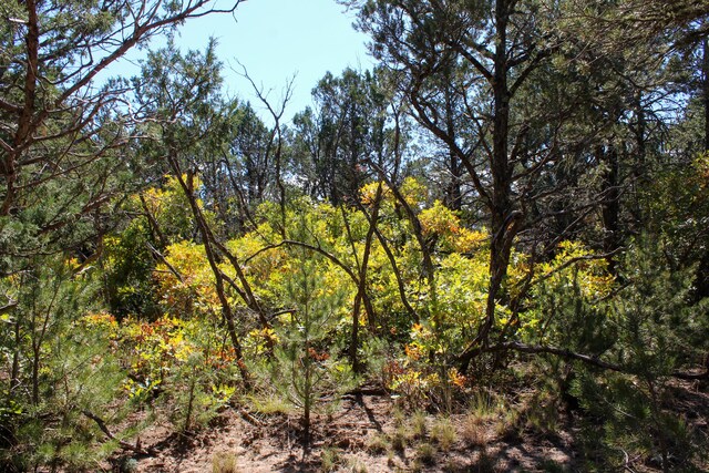 10398 Nm 337, Tijeras, NM 87059 - photo 8