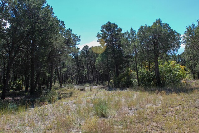 10398 Nm 337, Tijeras, NM 87059 - photo 28