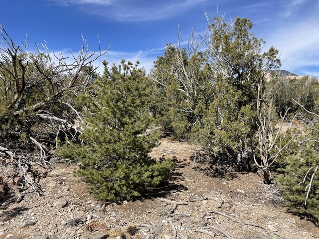 91 Rain Dance Rd, Sandia Park, NM 87047 - photo 11