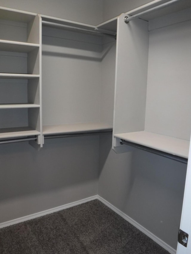 walk in closet featuring carpet floors