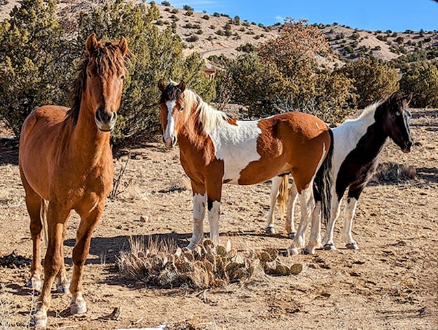 115 Camino De Las Huertas, Placitas, NM 87043 - photo 39