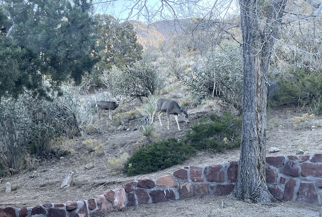 4500 Skyline Ct NE, Albuquerque, NM 87111 - view of wooded area
