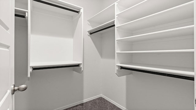 walk in closet with carpet floors