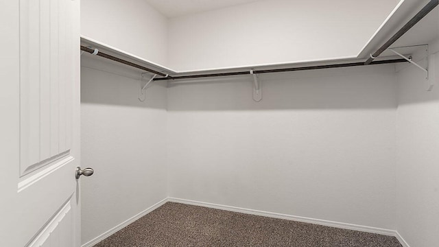walk in closet with carpet floors