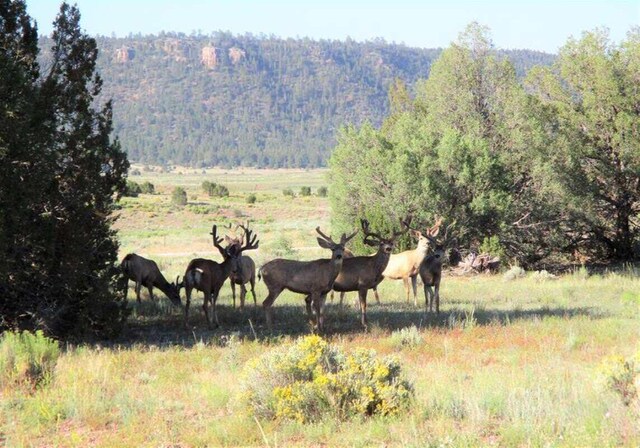 160 Black Bear Rd, Ramah, NM 87321 - view of mountain backdrop with a forest and rural landscape