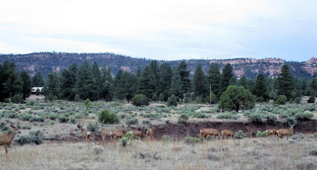 160 Black Bear Rd, Ramah, NM 87321 - mountain view featuring rural landscape and a forest