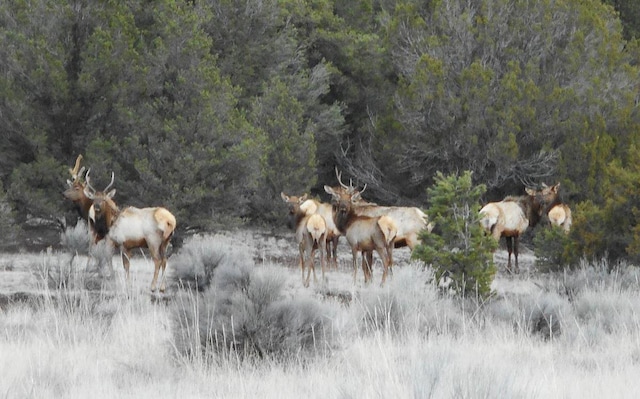 160 Black Bear Rd, Ramah, NM 87321 - view of local wilderness