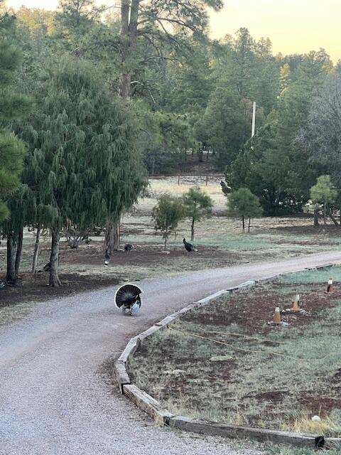 160 Black Bear Rd, Ramah, NM 87321 - view of road