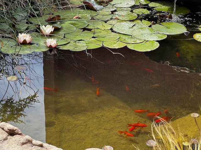 3121 Grande Vista Pl NW, Albuquerque, NM 87120 - exterior view of a garden pond