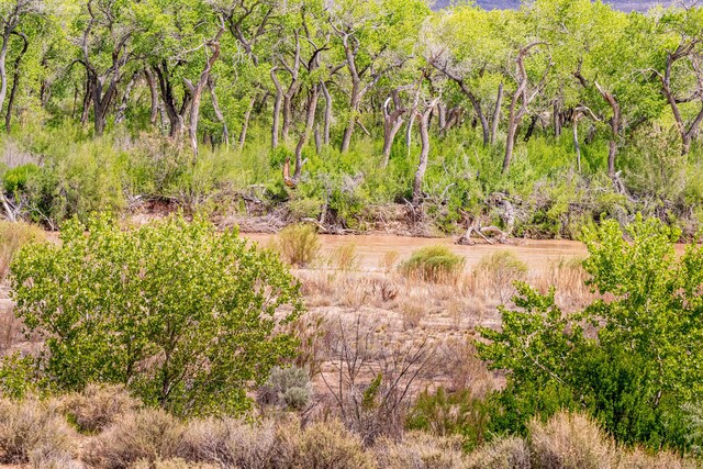 2392 Manzano Loop NE, Rio Rancho, NM 87144 - view of undeveloped land