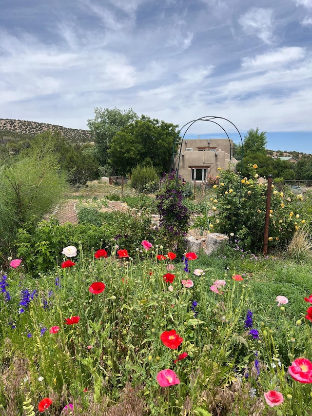 59 Perdiz Canyon Rd, Placitas, NM 87043 - view of yard