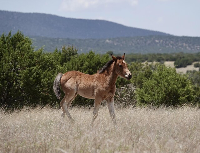 28 Canon Escondido, Sandia Park, NM 87047 - photo 77
