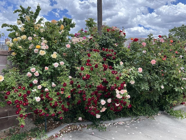 9722 Apache Ave NE, Albuquerque, NM 87112 - view of yard