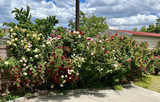 9722 Apache Ave NE, Albuquerque, NM 87112 - view of yard