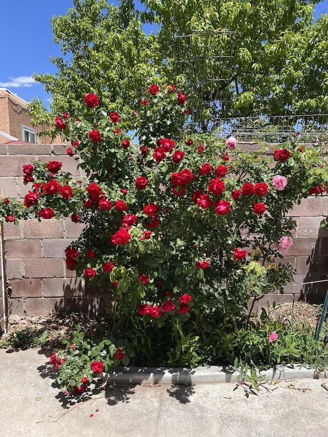9722 Apache Ave NE, Albuquerque, NM 87112 - view of yard