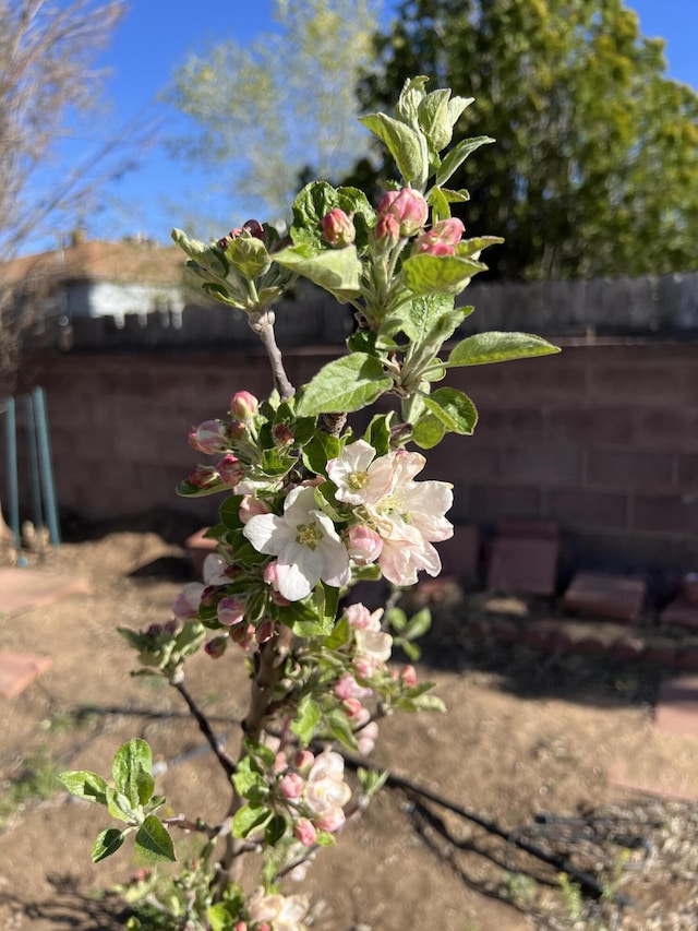9722 Apache Ave NE, Albuquerque, NM 87112 - exterior view