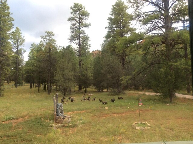 34 Halcon Rd, Ramah, NM 87321 - view of yard with a view of trees