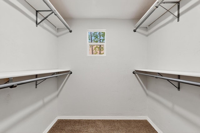 3801 Simms Ave SE, Albuquerque, NM 87108 - walk in closet featuring carpet floors
