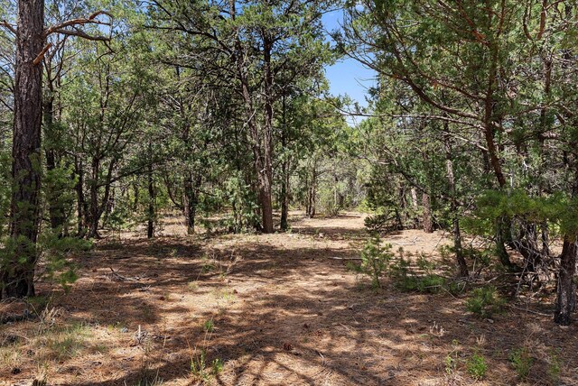 20 Hummingbird Ln, Tijeras, NM 87059 - photo 95