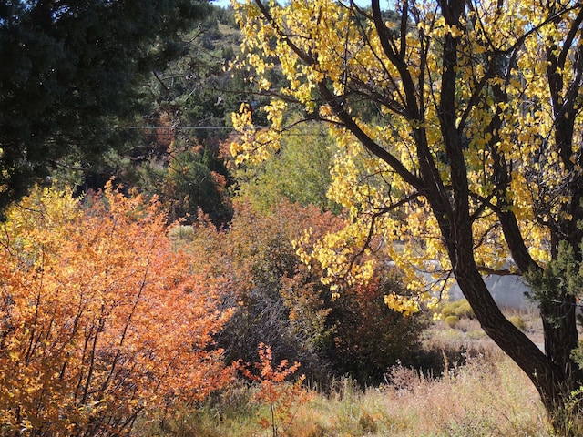83 Paseo De San Antonio Rd, Placitas, NM 87043 - view of woods
