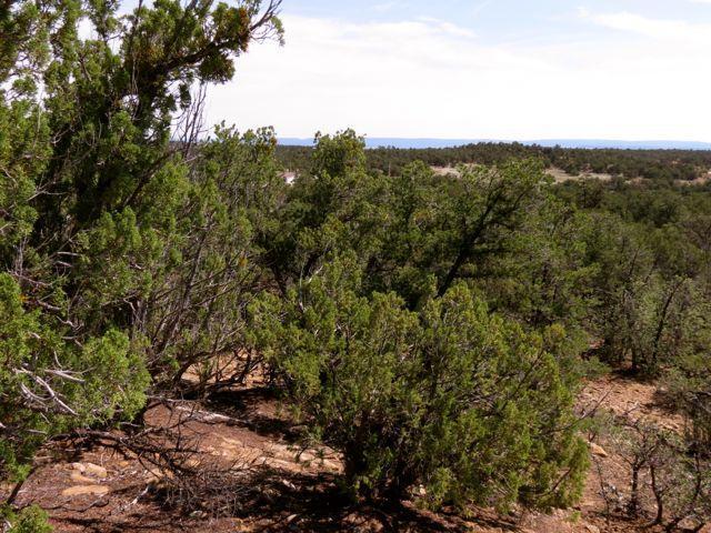 403 Candy Kitchen Rd, Ramah, NM 87321 - view of woods