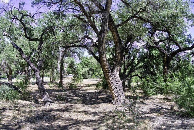 900 Sanchez Rd, Corrales, NM 87048 - photo 22