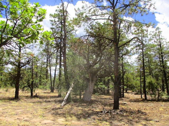 Forest Road 157, Ramah, NM 87321
