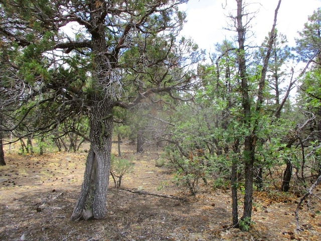 Forest Road 157, Ramah, NM 87321