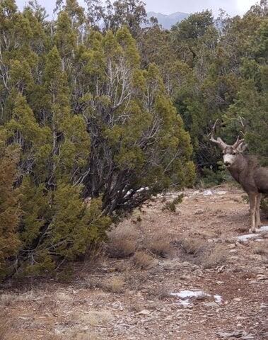 27 Paseo De Paz, Tijeras, NM 87059 - photo 48
