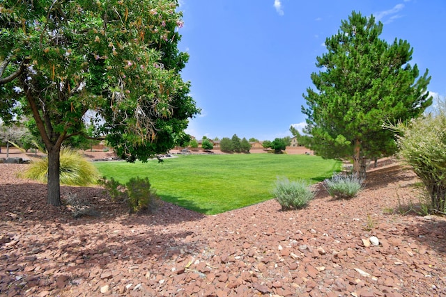 7024 Tree Line Ave NW, Albuquerque, NM 87114 - view of grassy yard