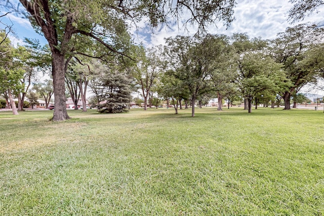 7719 Euclid Ave NE, Albuquerque, NM 87110 - view of grassy yard
