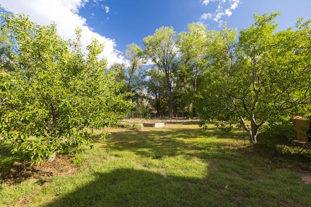 2505 Elfego Rd NW, Albuquerque, NM 87107 - view of grassy yard