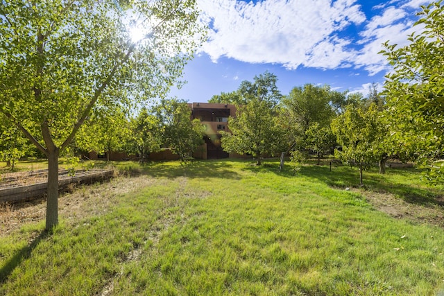 2505 Elfego Rd NW, Albuquerque, NM 87107 - view of green lawn