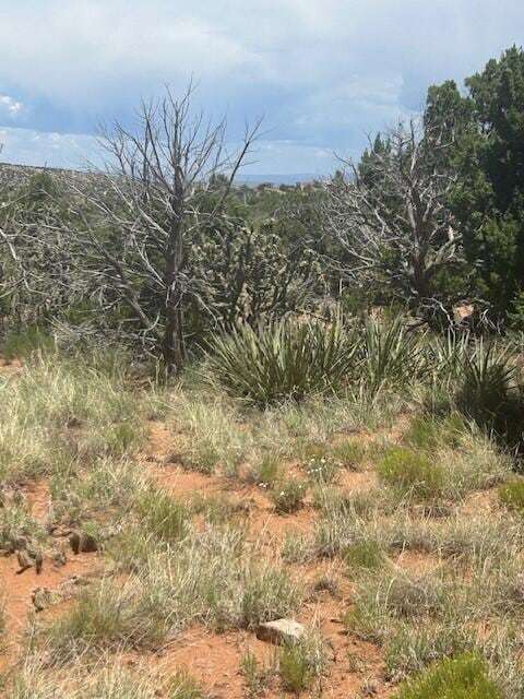 278 Star Meadow Rd, Placitas, NM 87043 - photo 3
