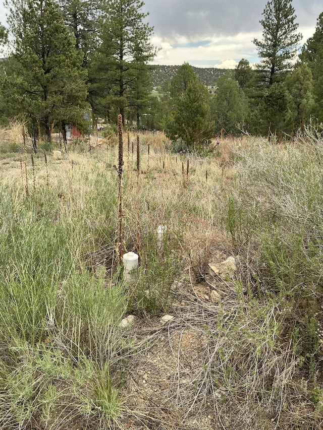 2318B Old Red River Rd, Questa, NM 87556 - photo 15