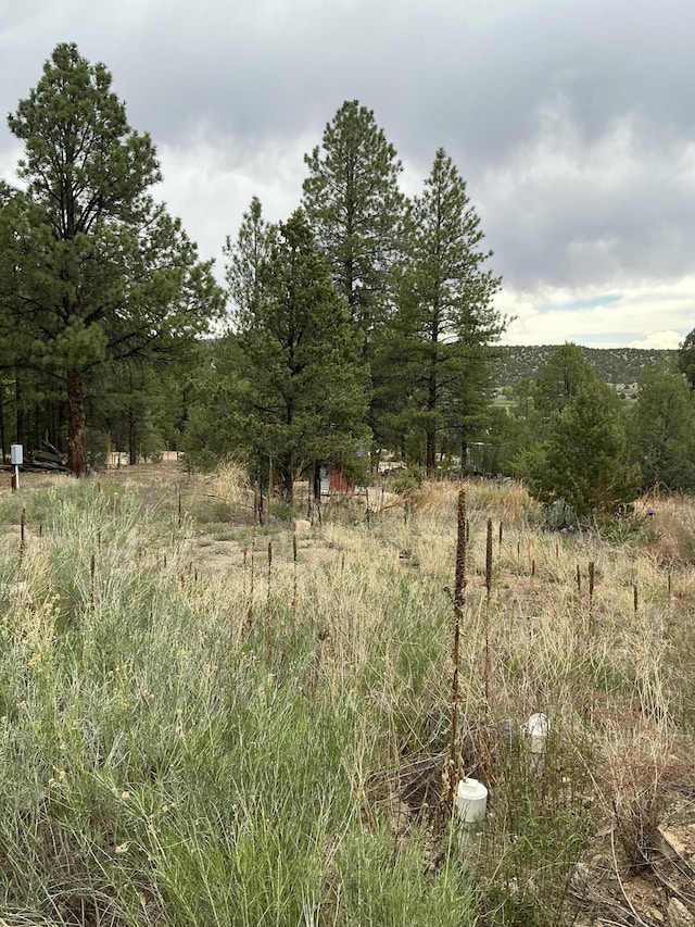 2318B Old Red River Rd, Questa, NM 87556 - photo 13