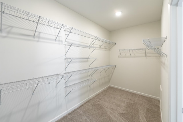 walk in closet featuring carpet floors