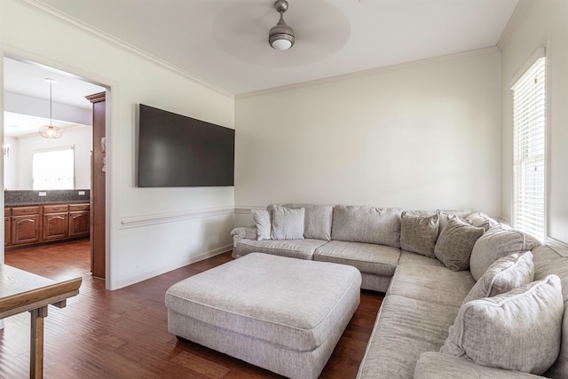 living room featuring ceiling fan, ornamental molding, and dark wood-type flooring